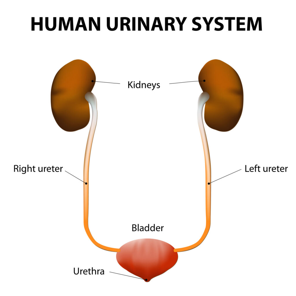 dr-angela-urinary-system